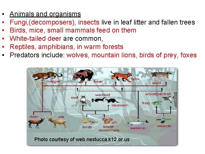  • • • Animals and organisms Fungi, (decomposers), insects live in leaf litter