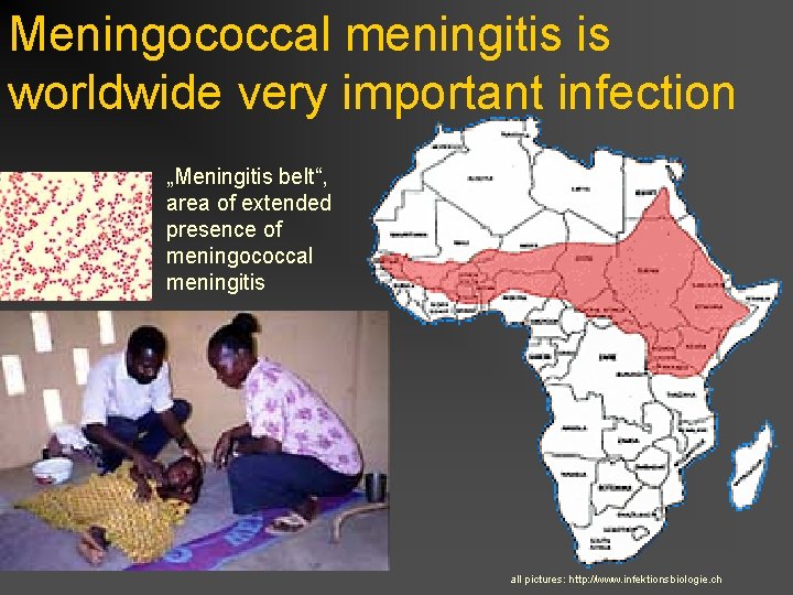 Meningococcal meningitis is worldwide very important infection „Meningitis belt“, area of extended presence of