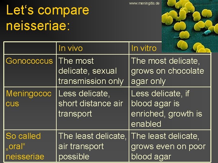 Let‘s compare neisseriae: In vivo Gonococcus The most delicate, sexual transmission only Meningococ Less