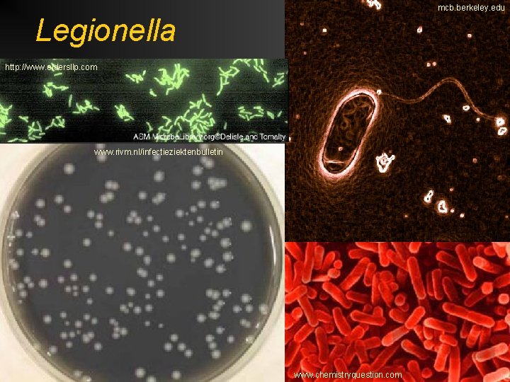 mcb. berkeley. edu Legionella http: //www. eldersllp. com www. rivm. nl/infectieziektenbulletin www. chemistryquestion. com