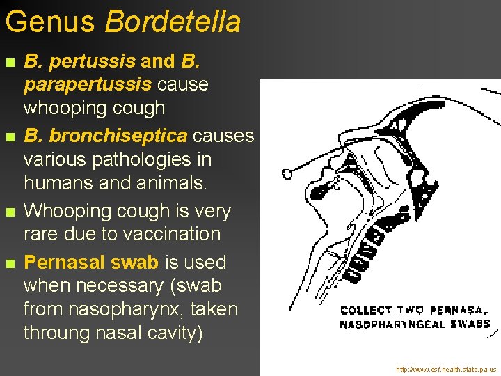 Genus Bordetella n n B. pertussis and B. parapertussis cause whooping cough B. bronchiseptica