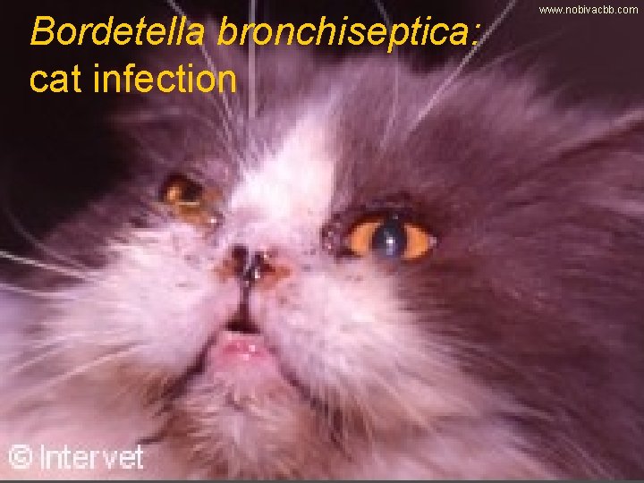 Bordetella bronchiseptica: cat infection www. nobivacbb. com 