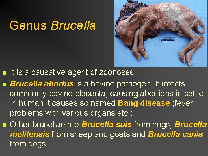 Genus Brucella n n n It is a causative agent of zoonoses Brucella abortus