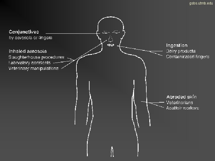 gsbs. utmb. edu 