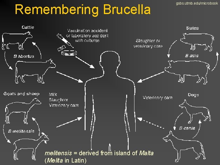 Remembering Brucella melitensis = derived from island of Malta (Melita in Latin) gsbs. utmb.