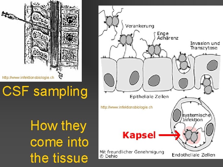 http: //www. infektionsbiologie. ch CSF sampling http: //www. infektionsbiologie. ch How they come into