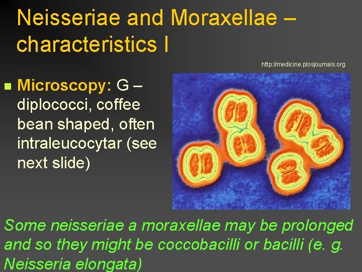 Neisseriae and Moraxellae – characteristics I http: //medicine. plosjournals. org n Microscopy: G –