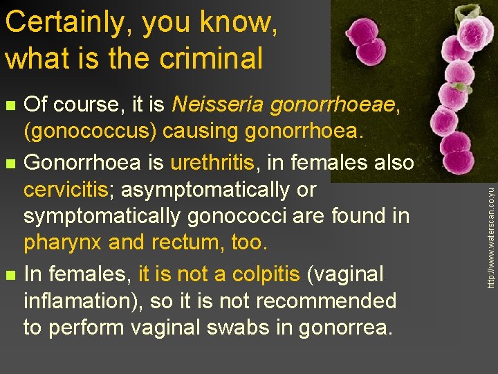 n n n Of course, it is Neisseria gonorrhoeae, (gonococcus) causing gonorrhoea. Gonorrhoea is