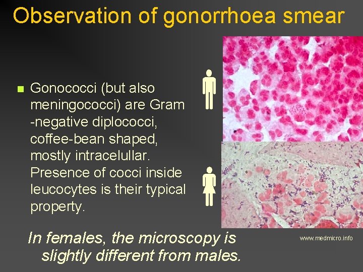 Observation of gonorrhoea smear n Gonococci (but also meningococci) are Gram -negative diplococci, coffee-bean