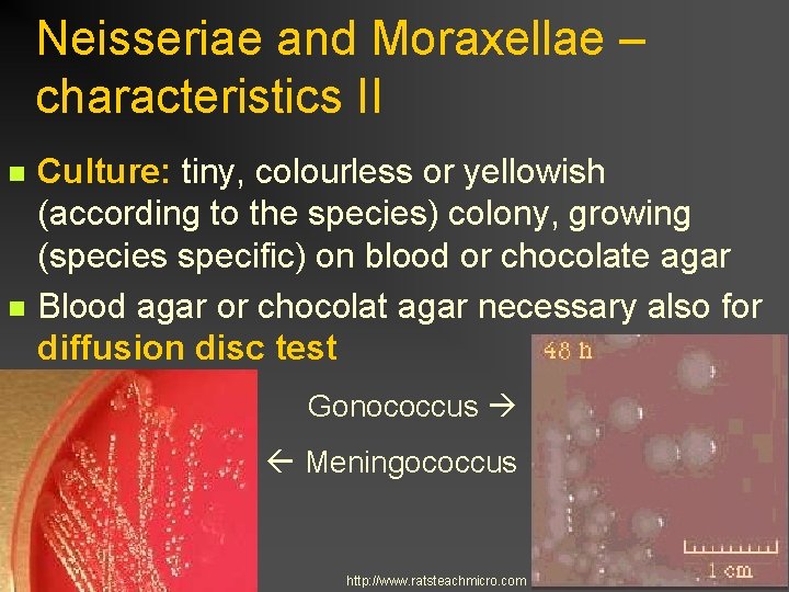 Neisseriae and Moraxellae – characteristics II n n Culture: tiny, colourless or yellowish (according