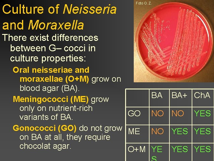 Culture of Neisseria and Moraxella Foto O. Z. There exist differences between G– cocci