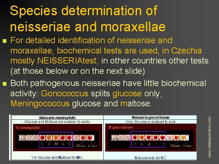 Species determination of neisseriae and moraxellae n For detailed identification of neisseriae and moraxellae,