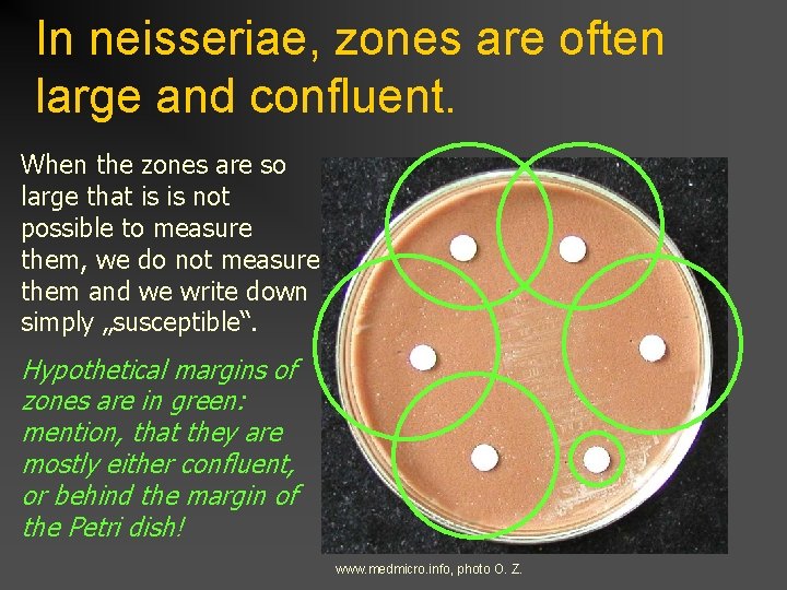 In neisseriae, zones are often large and confluent. When the zones are so large