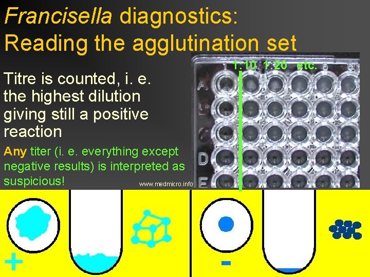 Francisella diagnostics: Reading the agglutination set Titre is counted, i. e. the highest dilution