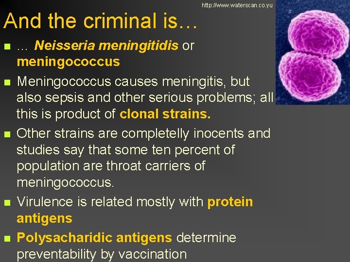 http: //www. waterscan. co. yu And the criminal is… n n n … Neisseria