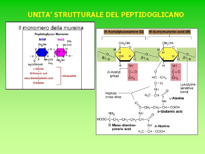 UNITA’ STRUTTURALE DEL PEPTIDOGLICANO 