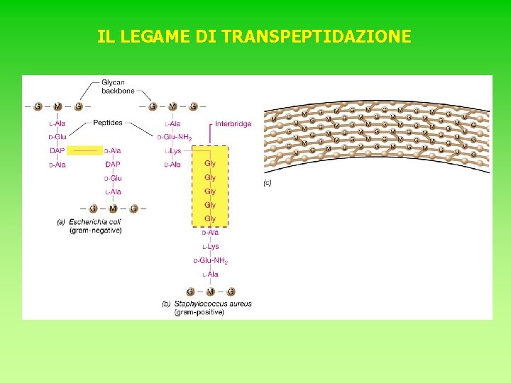 IL LEGAME DI TRANSPEPTIDAZIONE 