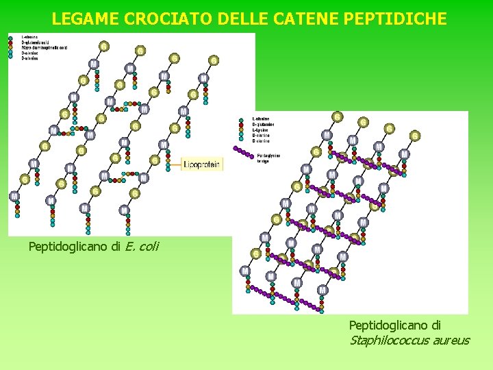 LEGAME CROCIATO DELLE CATENE PEPTIDICHE Peptidoglicano di E. coli Peptidoglicano di Staphilococcus aureus 