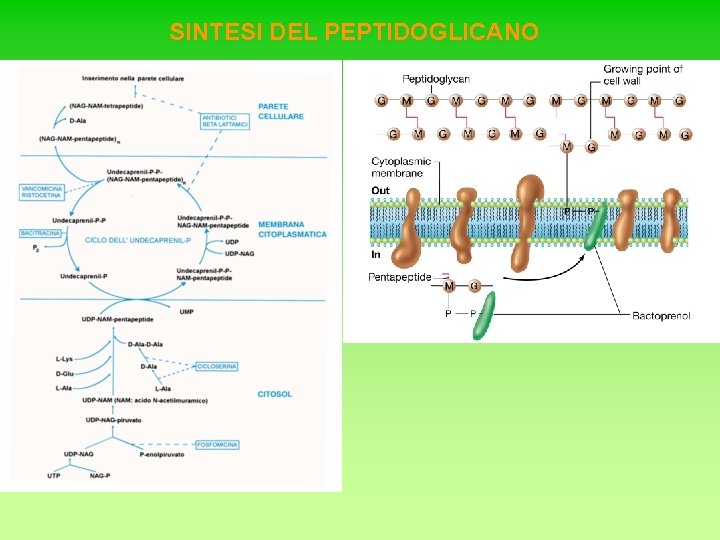 SINTESI DEL PEPTIDOGLICANO 