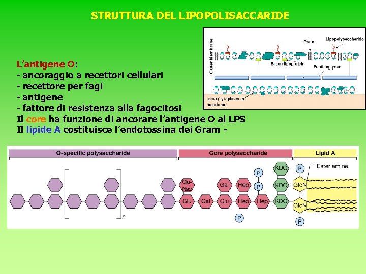 STRUTTURA DEL LIPOPOLISACCARIDE L’antigene O: - ancoraggio a recettori cellulari - recettore per fagi