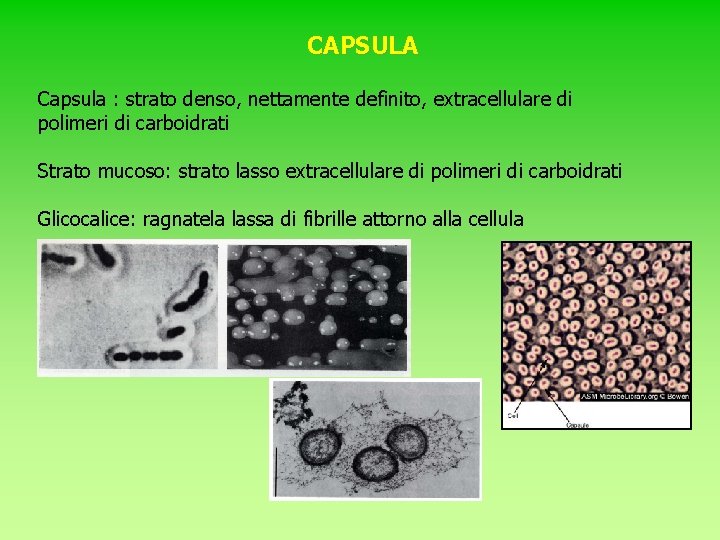 CAPSULA Capsula : strato denso, nettamente definito, extracellulare di polimeri di carboidrati Strato mucoso: