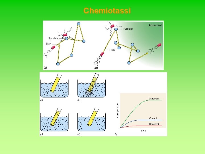 Chemiotassi 