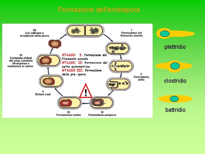 Formazione dell'endospora plettridio clostridio battridio 