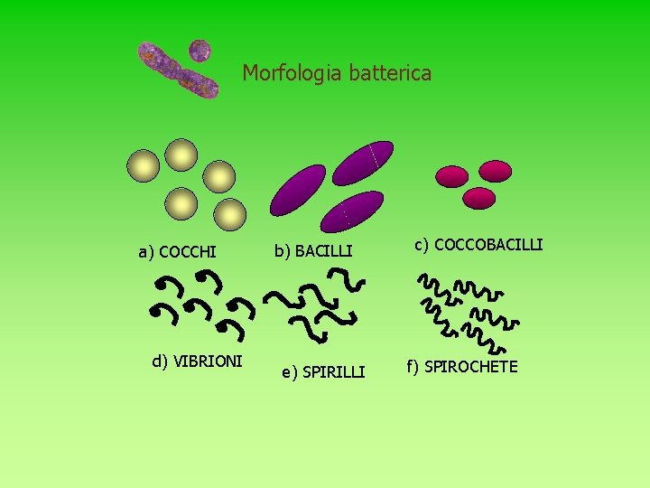 Morfologia batterica a) COCCHI d) VIBRIONI b) BACILLI e) SPIRILLI c) COCCOBACILLI f) SPIROCHETE