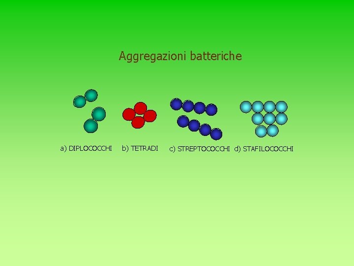 Aggregazioni batteriche a) DIPLOCOCCHI b) TETRADI c) STREPTOCOCCHI d) STAFILOCOCCHI 