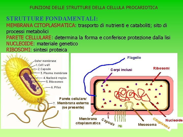 FUNZIONI DELLE STRUTTURE DELLA CELLULA PROCARIOTICA STRUTTURE FONDAMENTALI: MEMBRANA CITOPLASMATICA: trasporto di nutrienti e