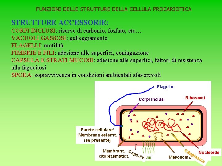 FUNZIONI DELLE STRUTTURE DELLA CELLULA PROCARIOTICA STRUTTURE ACCESSORIE: CORPI INCLUSI: riserve di carbonio, fosfato,