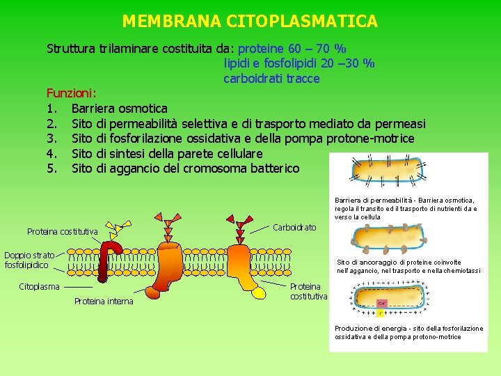 MEMBRANA CITOPLASMATICA Struttura trilaminare costituita da: proteine 60 – 70 % lipidi e fosfolipidi