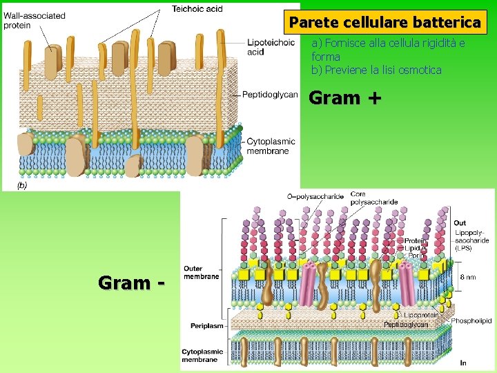 Parete cellulare batterica a) Fornisce alla cellula rigidità e forma b) Previene la lisi