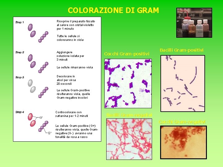 COLORAZIONE DI GRAM Ricoprire il preparato fissato al calore con cristal-violetto per 1 minuto