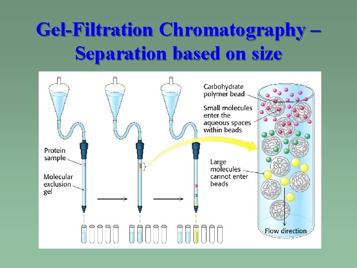 Gel-Filtration Chromatography – Separation based on size 