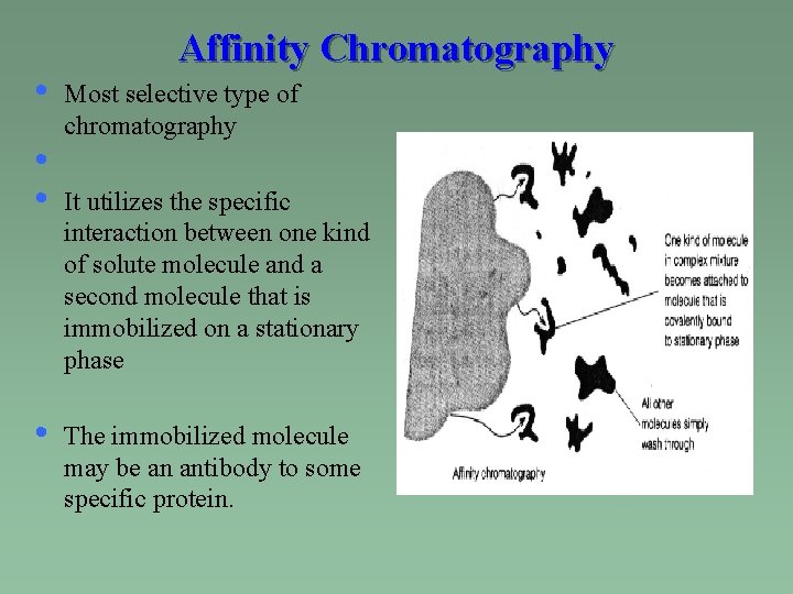  • • Affinity Chromatography Most selective type of chromatography It utilizes the specific