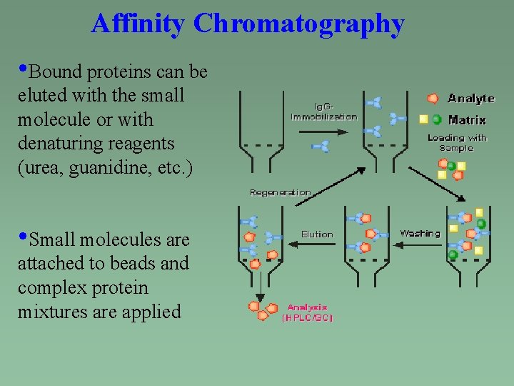 Affinity Chromatography • Bound proteins can be eluted with the small molecule or with