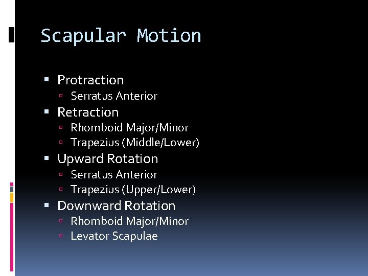 Scapular Motion Protraction Serratus Anterior Retraction Rhomboid Major/Minor Trapezius (Middle/Lower) Upward Rotation Serratus Anterior
