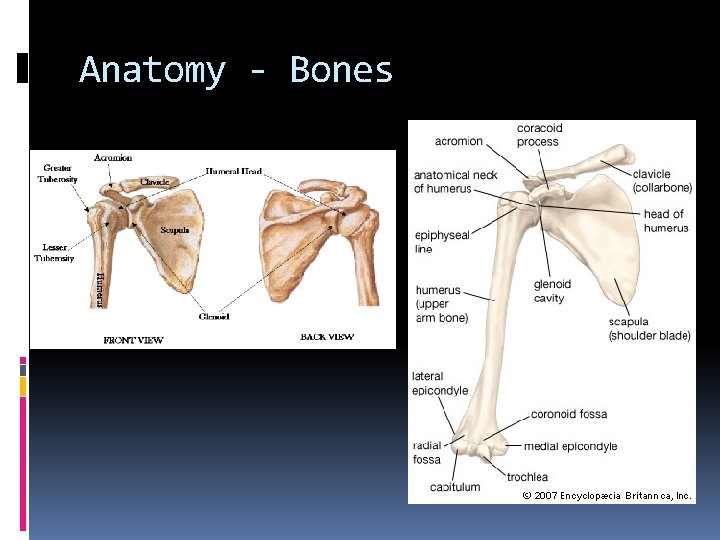 Anatomy - Bones 