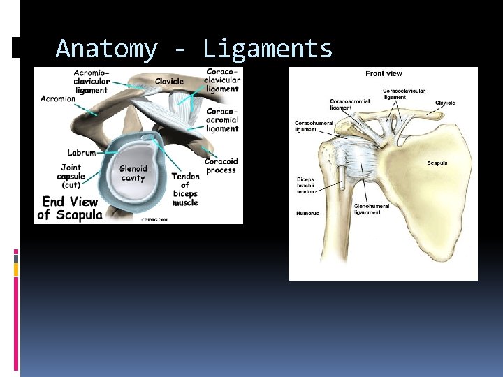 Anatomy - Ligaments 