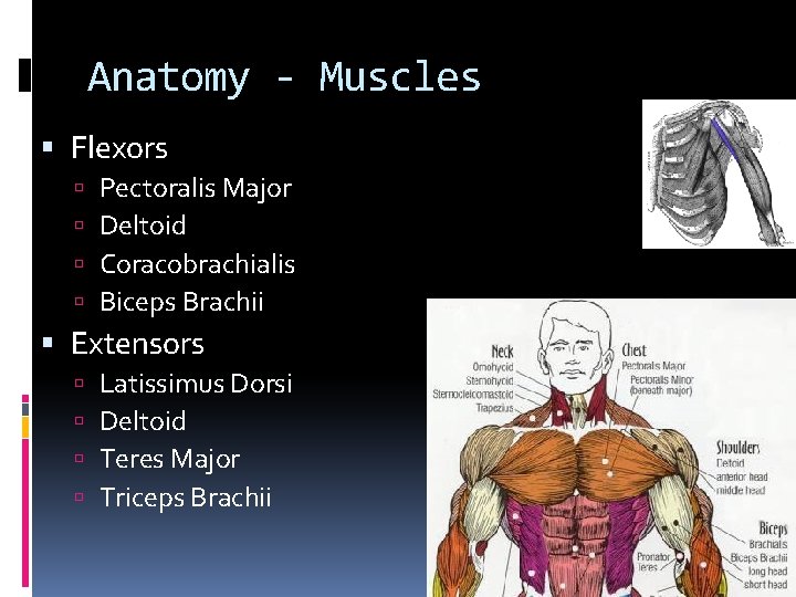 Anatomy - Muscles Flexors Pectoralis Major Deltoid Coracobrachialis Biceps Brachii Extensors Latissimus Dorsi Deltoid