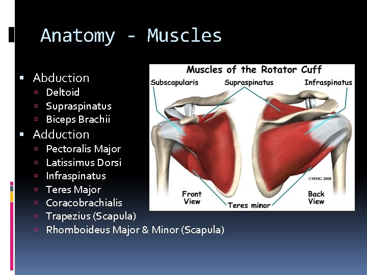 Anatomy - Muscles Abduction Deltoid Supraspinatus Biceps Brachii Adduction Pectoralis Major Latissimus Dorsi Infraspinatus