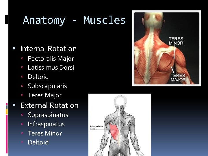 Anatomy - Muscles Internal Rotation Pectoralis Major Latissimus Dorsi Deltoid Subscapularis Teres Major External