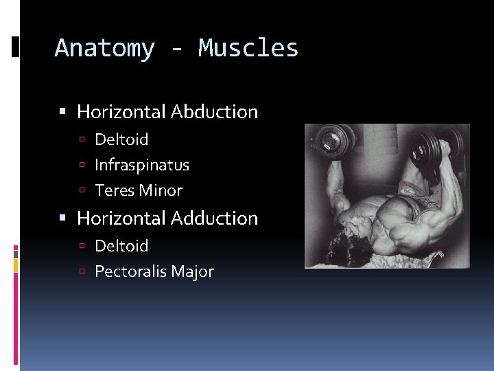 Anatomy - Muscles Horizontal Abduction Deltoid Infraspinatus Teres Minor Horizontal Adduction Deltoid Pectoralis Major