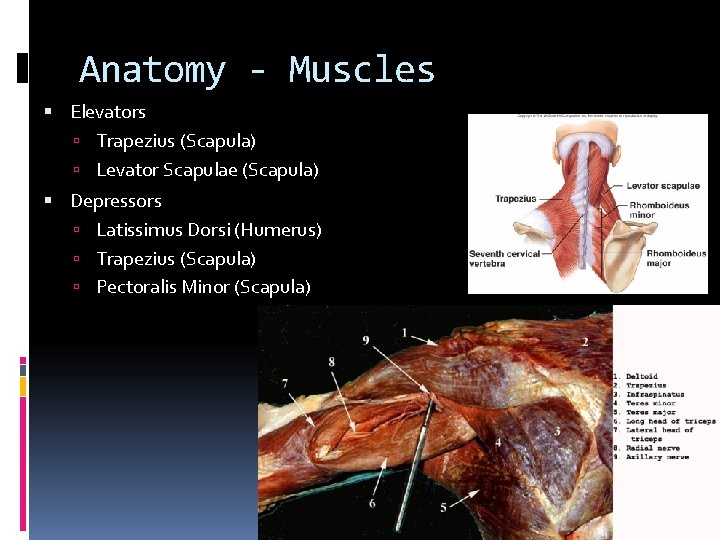 Anatomy - Muscles Elevators Trapezius (Scapula) Levator Scapulae (Scapula) Depressors Latissimus Dorsi (Humerus) Trapezius