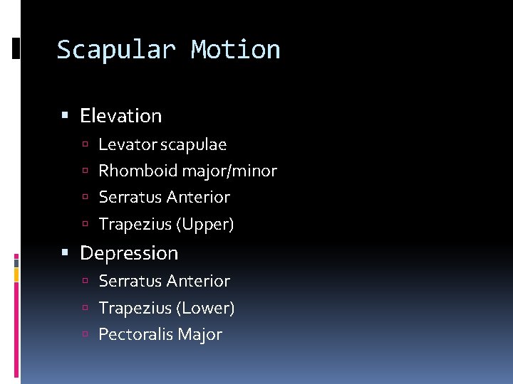 Scapular Motion Elevation Levator scapulae Rhomboid major/minor Serratus Anterior Trapezius (Upper) Depression Serratus Anterior