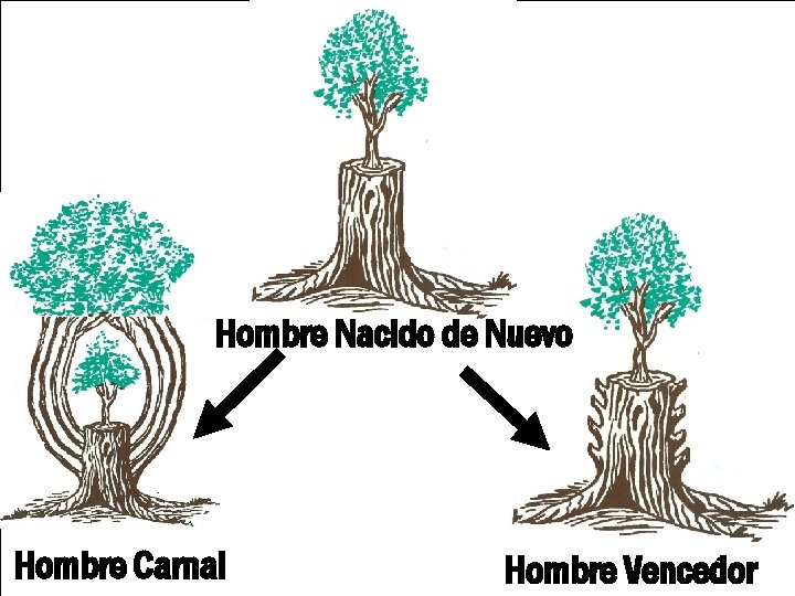 Hombre Nacido de Nuevo Hombre Carnal 5 Hombre Vencedor 