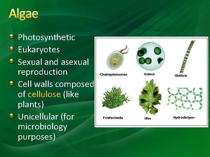 Algae Photosynthetic Eukaryotes Sexual and asexual reproduction Cell walls composed of cellulose (like plants)