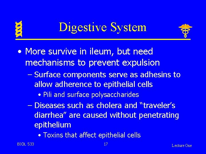 Digestive System • More survive in ileum, but need mechanisms to prevent expulsion –