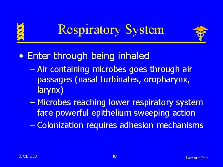 Respiratory System • Enter through being inhaled – Air containing microbes goes through air